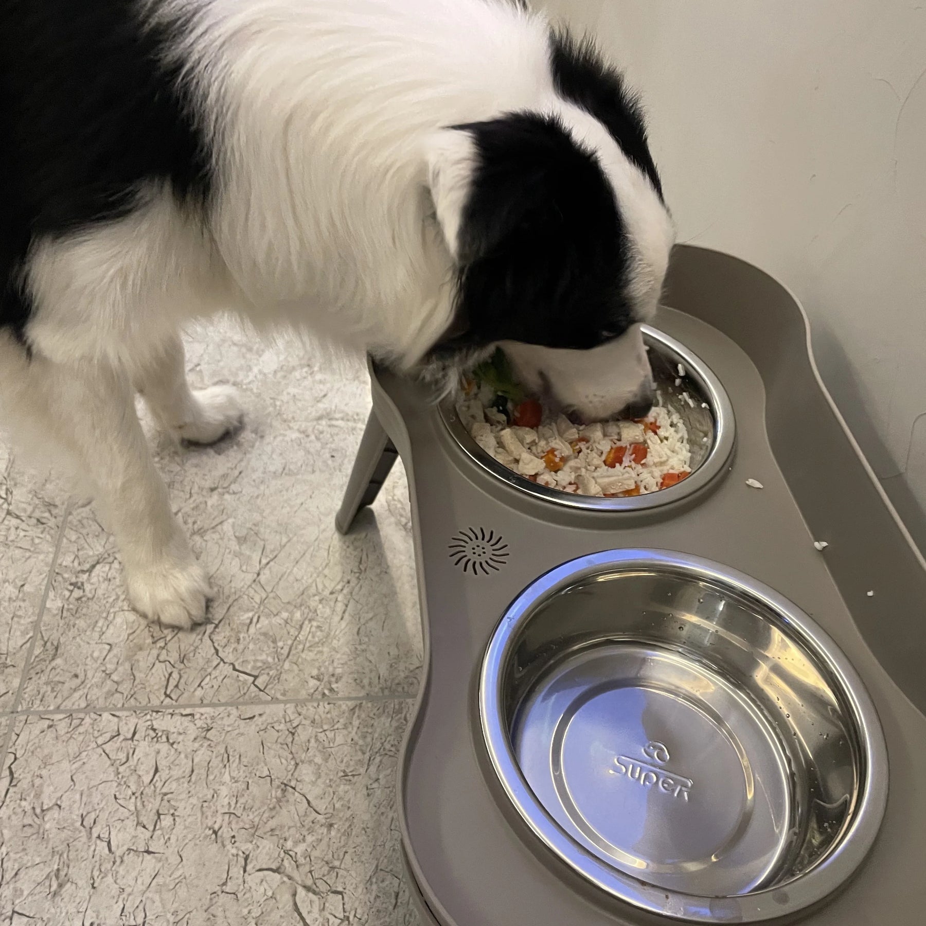 Tigelas Elevadas para Cães - Alimentação Confortável e Saudável