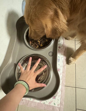 Tigelas Elevadas para Cães - Alimentação Confortável e Saudável